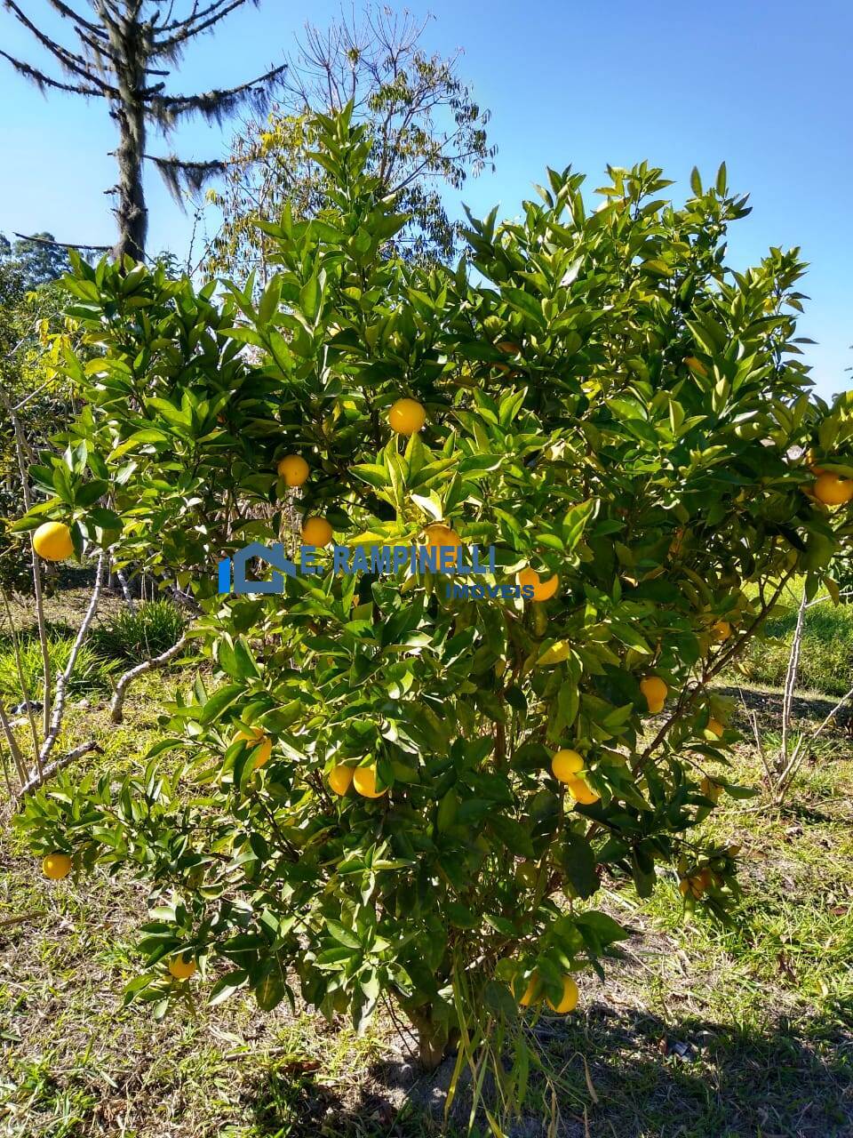 Fazenda à venda com 5 quartos, 85000m² - Foto 15